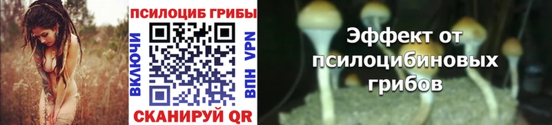 маркетплейс телеграм Новосибирск Псилоцибиновые грибы Psilocybine cubensis